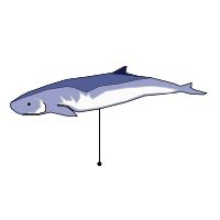 _images/pigmyspermwhale_low.png